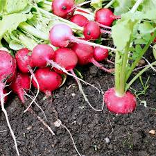 Rapid Yield Radish Samen, Planting