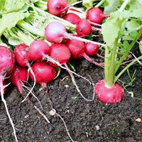 Rapid Yield Radish Samen, Planting