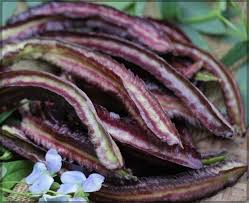Winged Bean Planting Gemüsesamen  Seed for High-Yielding