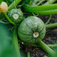 Squash Gemüse Samen zum Pflanzen