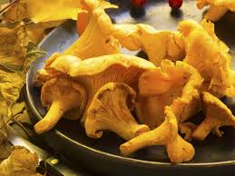 Chanterelle Pilz Samen zum Pflanzen