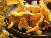 Chanterelle Pilz Samen zum Pflanzen