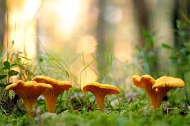 Chanterelle Pilz Samen zum Pflanzen