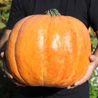 Amish Pie Squash Samen für einfache Aussaat