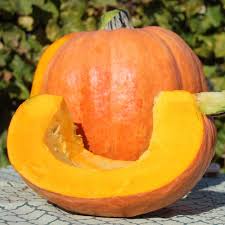 Amish Pie Squash Samen für einfache Aussaat