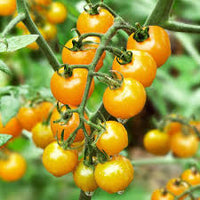 Gelb Cherry Tomate Samen for Spring Planting