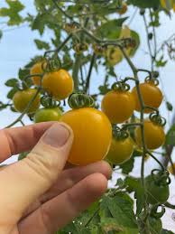 Gelb Cherry Tomate Samen for Spring Planting
