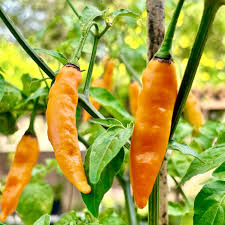 Aji Mango Chile Pepper Samen zum Pflanzen