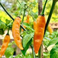 Aji Mango Chile Pepper Samen zum Pflanzen