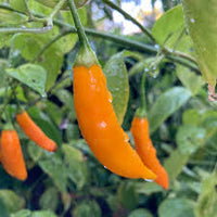 Aji Mango Chile Pepper Samen zum Pflanzen