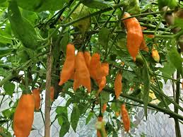 Semi di peperoncino Aji Mango da piantare