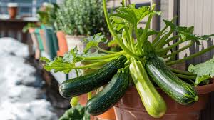 Zucchini Gemüsesamen: Perfect for für den Hausgarten