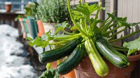 Zucchini Gemüsesamen: Perfect for für den Hausgarten