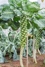 Brussels Sprouts Gemüsesamen - Easy Planting