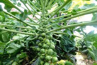 Brussels Sprouts Gemüsesamen - Easy Planting