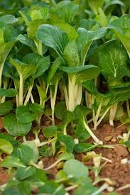 Yu Choy Gemüse Planting Samen