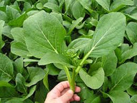 Yu Choy Gemüse Planting Samen