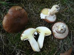Mycelium Spawn Gemüsesamen für einfache Aussaat