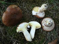 Mycelium Spawn Gemüsesamen für einfache Aussaat