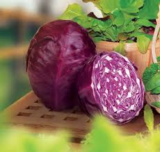 Rot Acre Cabbage Samen zum Pflanzen  Grow Traditionell Lila Cabbage
