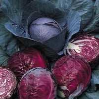 Rot Acre Cabbage Samen zum Pflanzen  Grow Traditionell Lila Cabbage