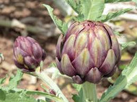 Lila Artichoke Gemüse Samen zum Pflanzen