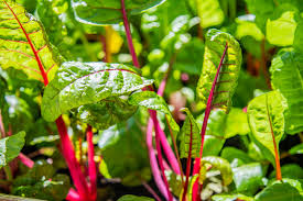 Swiss Chard Gemüsesamen - Easy Planting