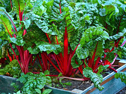 Swiss Chard Gemüsesamen - Easy Planting