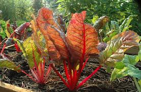 Swiss Chard Gemüsesamen - Easy Planting