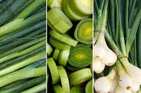 Scallion Gemüsesamen  Perfect zum Pflanzen