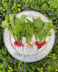 Organic Radish Samen for Garden Planting