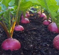 Organic Radish Samen for Garden Planting