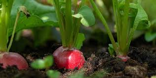 Organic Radish Samen for Garden Planting