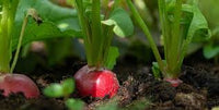 Organic Radish Samen for Garden Planting