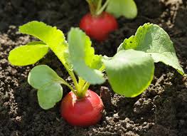 Bio-Radieschensamen für die Anpflanzung im Garten