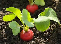 Organic Radish Samen for Garden Planting