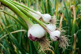 Knoblauch Samen for Gemüse Garden Planting
