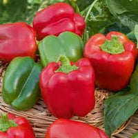 Cal Wonder Pepper Samen für einfache Aussaat