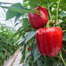Cal Wonder Pepper Samen für einfache Aussaat