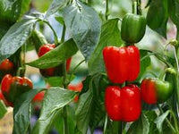 Cal Wonder Pepper Samen für einfache Aussaat