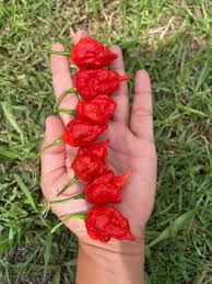 Hurt Berry Pepper Samen zum Pflanzen