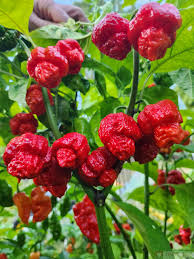 Hurt Berry Pepper Samen zum Pflanzen