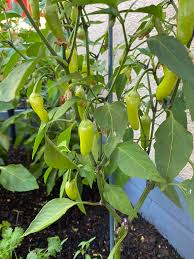 Pepperoncini Gemüsesamen  Ideal for für den Hausgarten