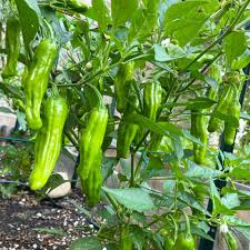 Pepperoncini Gemüsesamen  Ideal for für den Hausgarten