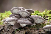 Oyster Pilz Samen für einfache Aussaat