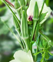 Clemson Okra Samen zum Pflanzen  Premium Quality