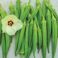 Clemson Okra Samen zum Pflanzen  Premium Quality