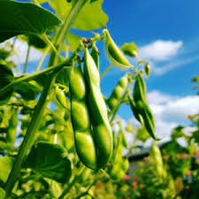 Grow Delicious Lima Beans | Easy Planting Samen for Your Garden