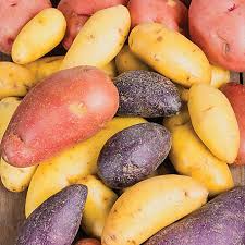 Gemischte Fingerling-Kartoffelsamen zum Anpflanzen