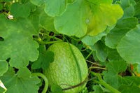 Chilacayote Fig Leaf Gourd Samen für einfache Aussaat